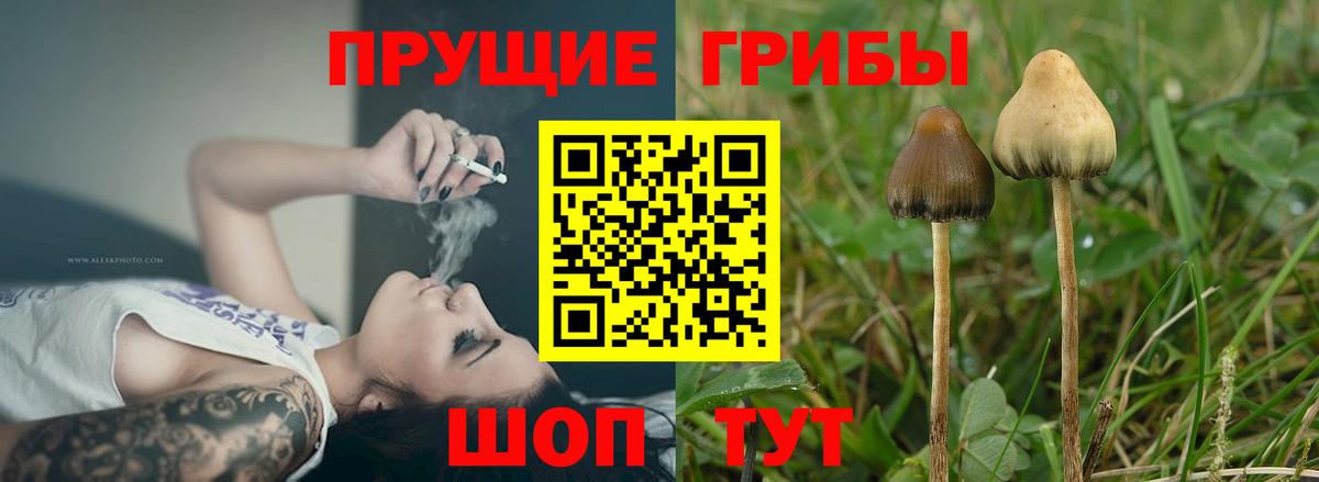 Галлюциногенные грибы Psilocybe Конаково